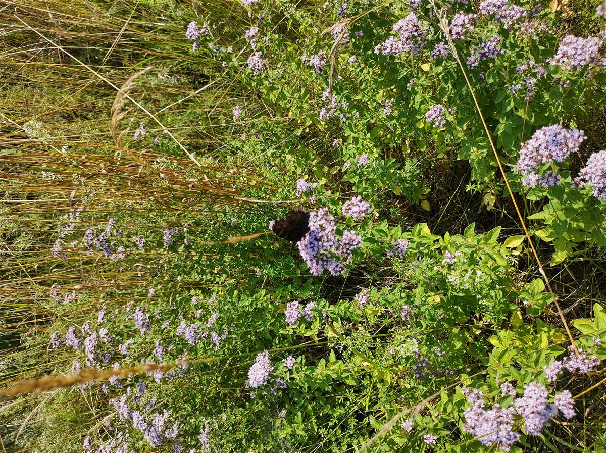 Img 20240712 094522797 Hdr