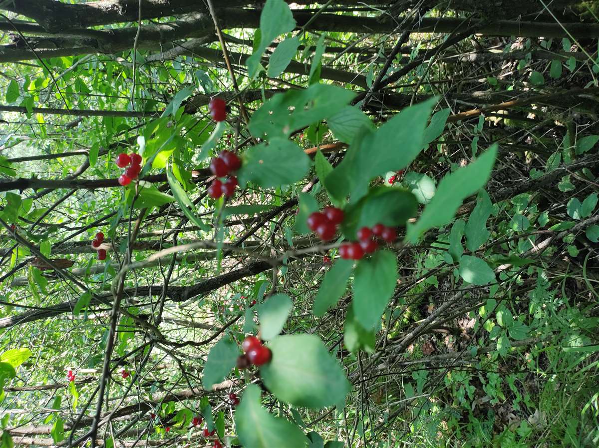 Img 20240716 113237551