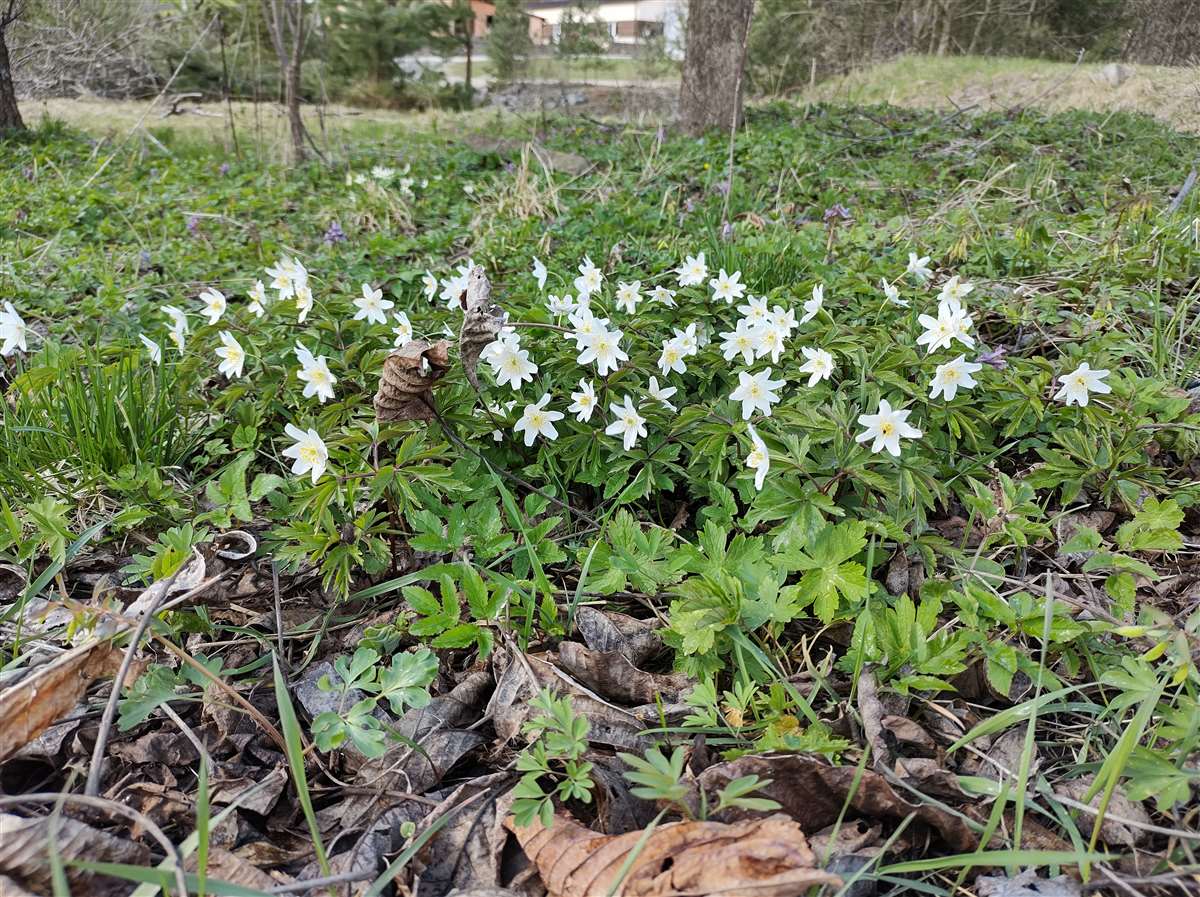 Img 20210421 153045237 Hdr